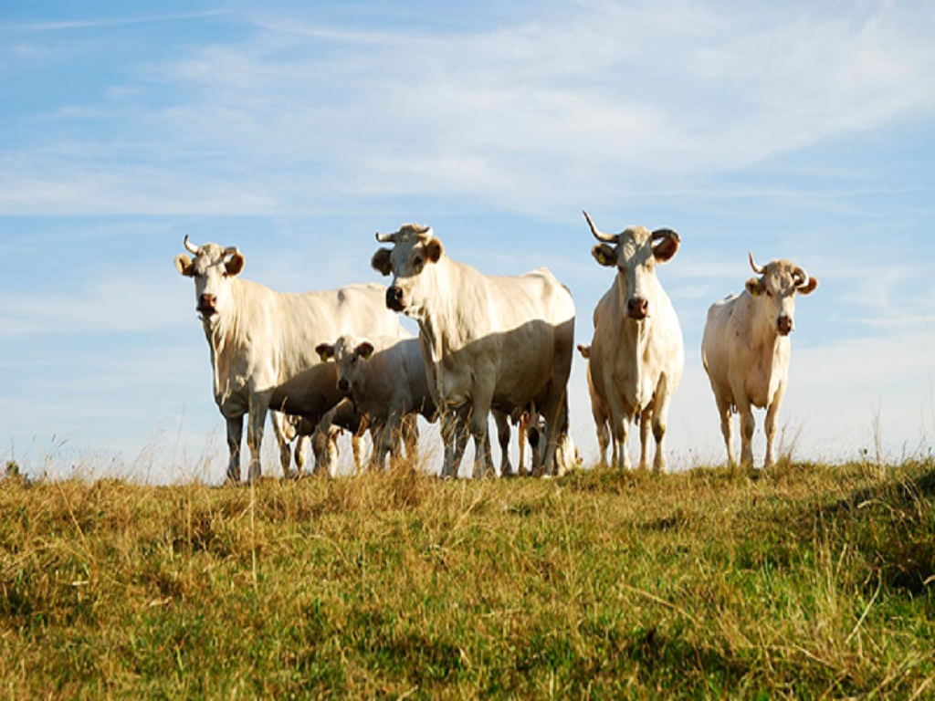 Cattle Feed Cattle Feed