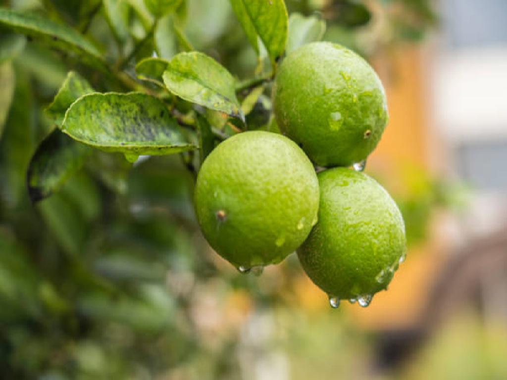 Lemon Farming Lemon Farming