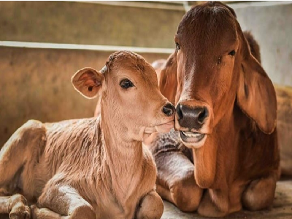 Cattle Feeds Cattle Feeds