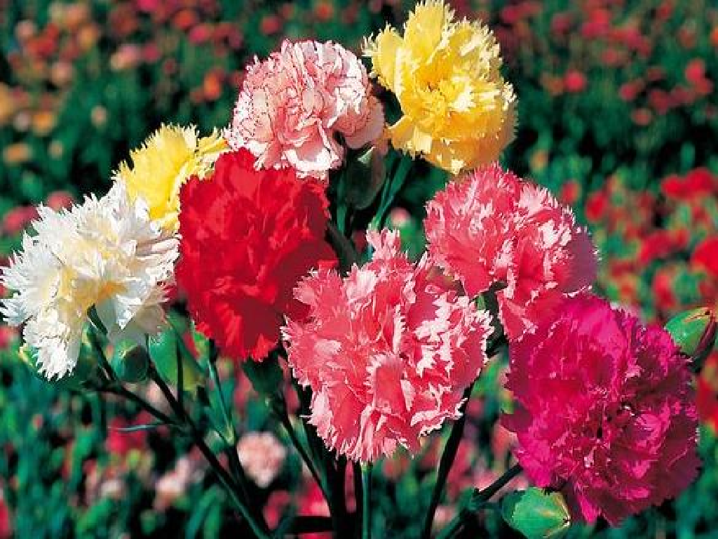 Carnation Flower Carnation Flower