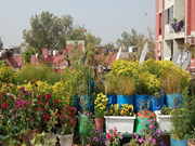 ଆସନ୍ତୁ କରିବା ଛାତ ଉପରେ ବଗିଚା !!