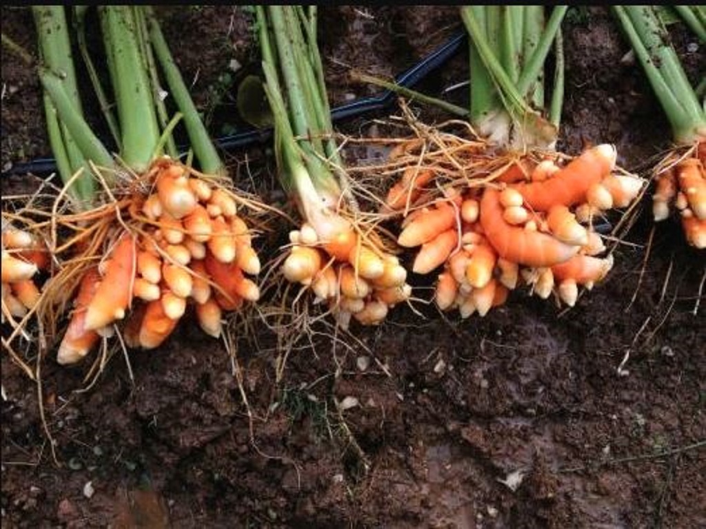 Turmeric Rhizomes Turmeric Rhizomes
