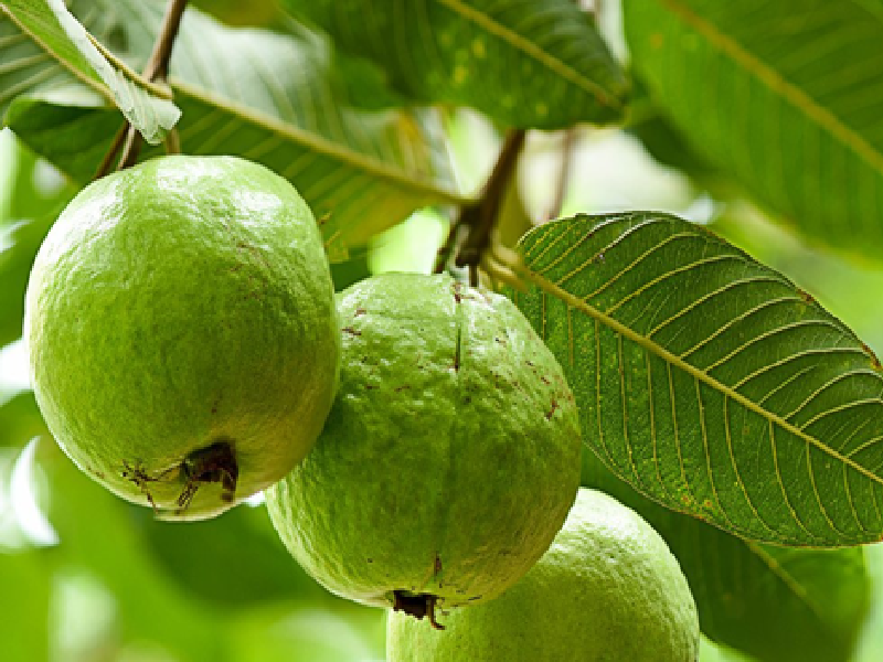 Guava Farming Guava Farming
