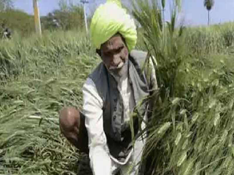 Farmer Farmer