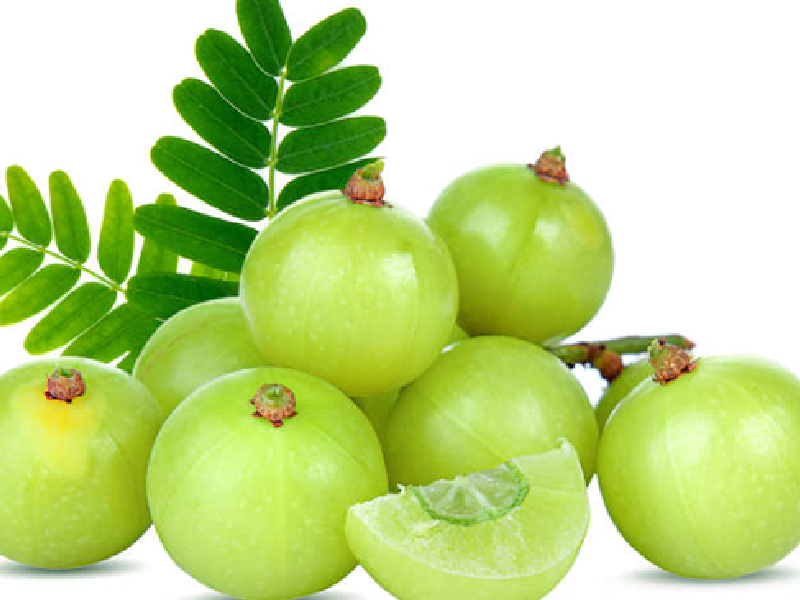 Amla Farming Amla Farming