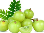 ଅଁଳା ଚାଷରୁ କିପରି ହୋଇପାରିବେ ଲାଭବାନ ??