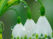 ବର୍ଷା ଋତୁରେ ବଗିଚାର କିପରି ଯତ୍ନ ନେବେ ???