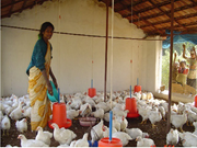 ଗ୍ରାମୀଣ ମହିଳାମାନେ କୁକୁଡ଼ା ପାଳନ କରି ଲାଭବାନ ହେଉଛନ୍ତି, ଜାଣନ୍ତୁ ଏହି କୁକୁଡ଼ା ପାଳନ