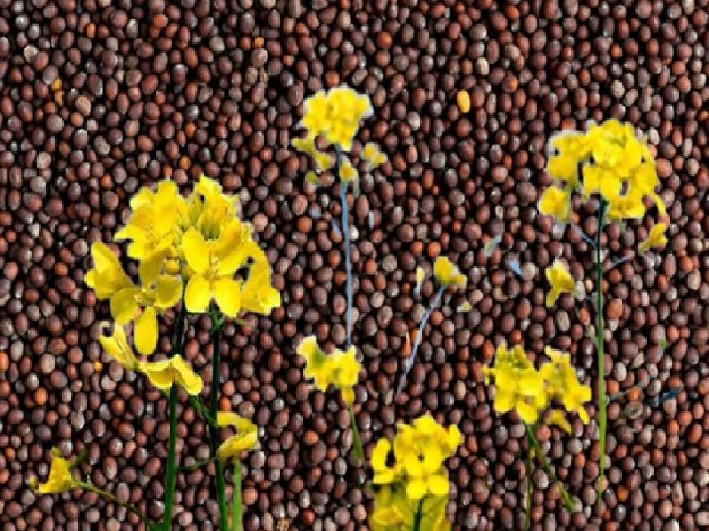Mustard Mustard