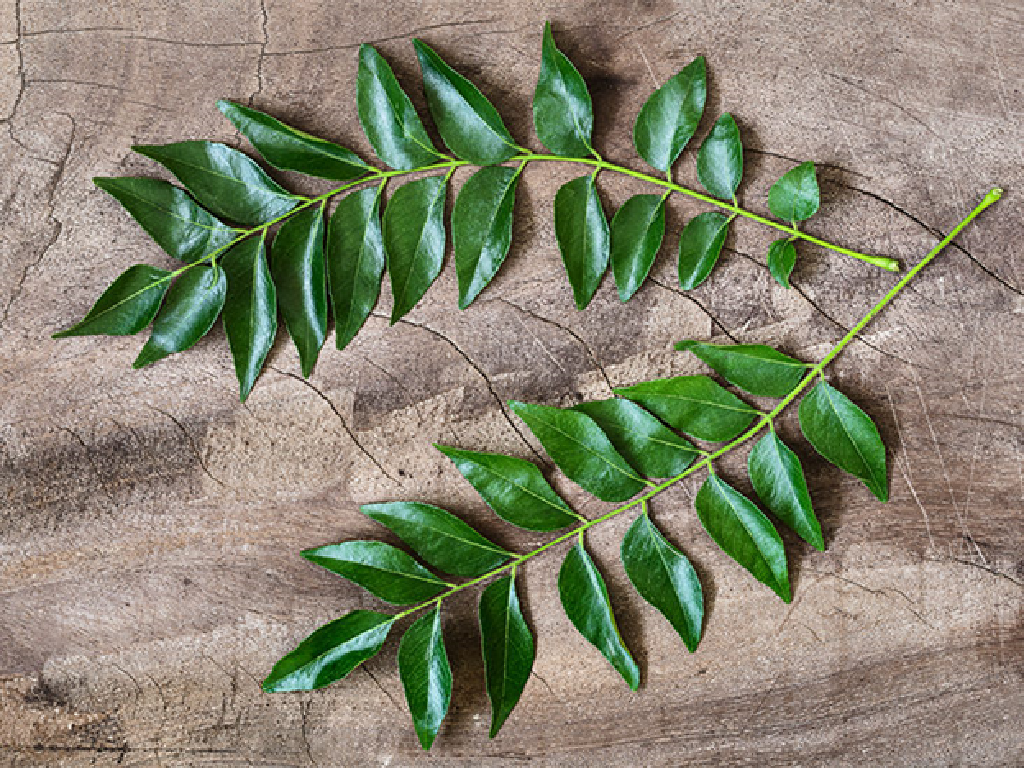 Curry Leaves Curry Leaves