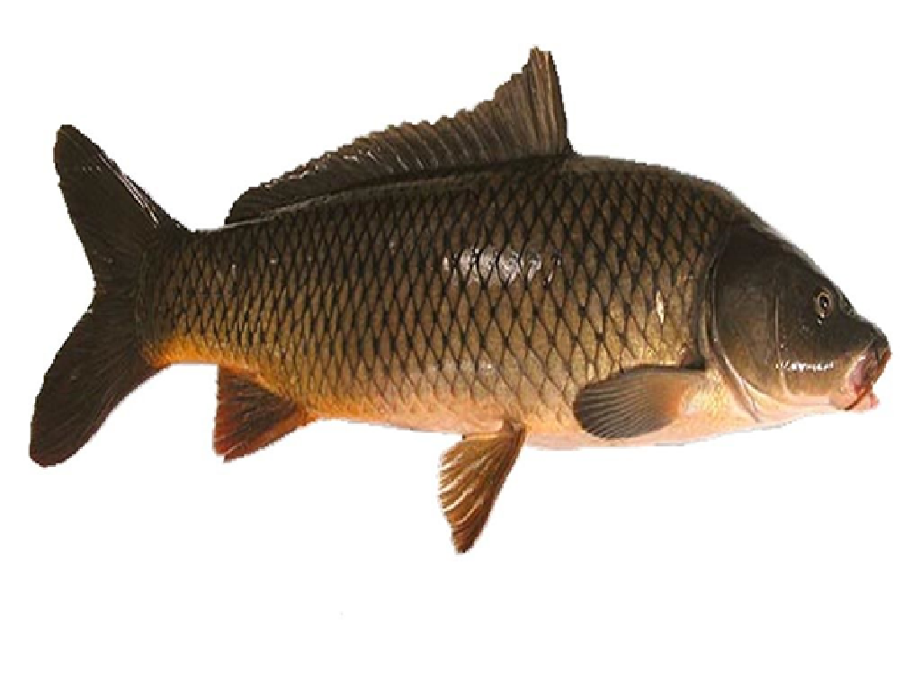 Fish Farming Fish Farming