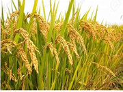 ବୈଜ୍ଞାନିକମାନେ ବିକଶିତ କରିଲେ ବିଷ୍ନୁଭୋଗ ଧାନର ନୂଆ କିସମ !! 