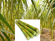 ଆଖୁ ଚାଷ କରନ୍ତୁ, ଲାଭବାନ୍ ହୁଅନ୍ତୁ 