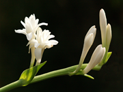 ଏହି ସହଜ ଉପାୟରେ ଘରେ ଲଗାନ୍ତୁ ରଜନୀଗନ୍ଧା ଗଛ !!