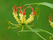 ଅଗଷ୍ଟ ମାସରେ କୃଷକମାନେ ନିଶ୍ଚିତ ଲଗାନ୍ତୁ ଏହି ଔଷଧୀୟ ଗଛ !!