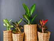 ଇନଣ୍ଡୋର୍ ପ୍ଲାଣ୍ଟ୍ ଲଗାନ୍ତୁ ଓ ସ୍ୱଚ୍ଛ ପବନ ପାଆନ୍ତୁ