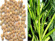 ପନିପରିବା ଫସଲରେ ପଲିହାଲାଇଟର ଭୂମିକା !!