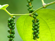 ବ୍ୟବସାୟିକ ଭିତିରେ ଗୋଲମରିଚ ଚାଷ !!   