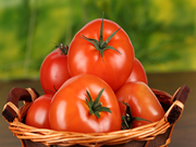 ଟମାଟୋ ଫସଲରେ ନେମାଟୋଡ୍ !!