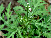 ଗାଜର ଘାସରୁ ଜୈବିକ ସାର ତିଆରି, ଆପଣ ଜାଣନ୍ତି କି ? 