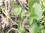 ଆପଣଙ୍କ ସ୍ମାର୍ଟଫୋନରେ ଜାଣନ୍ତୁ ଆଳୁର ବ୍ଲାଇଟ୍ ରୋଗ ବିଷୟରେ !!