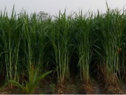 ବ୍ୟବସାୟିକ ଭିତିରେ ଘାସ ଚାଷ କରନ୍ତୁ, ଲାଭବାନ ହୁଅନ୍ତୁ !!