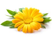 ବର୍ଷା ଋତୁରେ ରଙ୍ଗୀନ ଫୁଲ ଉଦ୍ୟାନର ଯତ୍ନ ବିଷୟରେ ଜାଣି ରଖନ୍ତୁ !!