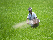 ଆନ୍ଧ୍ରପ୍ରଦେଶରେ ସାର ଅଭାବ, ଚାଷୀ ନିରାଶ !!