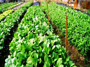 ତଳି ପ୍ରସ୍ତୁତିର ଉପଯୁକ୍ତ ପ୍ରଣାଳୀ ଜାଣି ରଖନ୍ତୁ !!