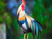 ସୁସ୍ଥ ଏବଂ ଅସୁସ୍ଥ କୁକୁଡ଼ାମାନଙ୍କୁ କିପରି ଜାଣିବା ? ?    ସୁସ୍ଥ ଏବଂ ଅସୁସ୍ଥ କୁକୁଡ଼ାମାନଙ୍କୁ କିପରି ଜାଣିବା ? ?