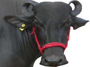 ମୁର୍ରା ମଇଁଷି ପାଳନ ପାଇଁ ଶ୍ରୀଲଙ୍କାରେ ବଢୁଛି ଚାହିଦା !! 