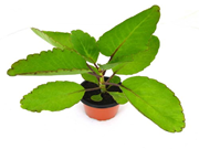 ମଧୁମେହ ପାଇଁ ପ୍ରଭାବଶାଳୀ ଏହି ପତ୍ର, ଆପଣ ଜାଣନ୍ତି କି ? ? ମଧୁମେହ ପାଇଁ ପ୍ରଭାବଶାଳୀ ଏହି ପତ୍ର, ଆପଣ ଜାଣନ୍ତି କି ? ?