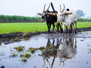 ଉତ୍ତରପ୍ରଦେଶରେ ଜିରୋ ବଜେଟ୍ ଚାଷ, ଆପଣ ଜାଣନ୍ତୁ !!  ଉତ୍ତରପ୍ରଦେଶରେ ଜିରୋ ବଜେଟ୍ ଚାଷ, ଆପଣ ଜାଣନ୍ତୁ !!