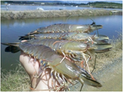 ଜଗତ୍ସିଂହପୁରଜିଲ୍ଲାରେମାଛଚାଷୀମାନେହତାଶ !! ଜଗତ୍ସିଂହପୁରଜିଲ୍ଲାରେମାଛଚାଷୀମାନେହତାଶ !!