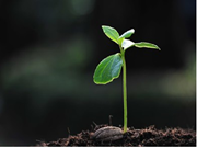 ଗଛ ବୃଦ୍ଧିରେ ମାଟିର ଆବଶ୍ୟକତା