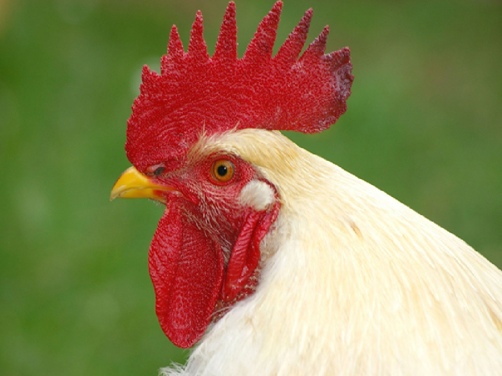 Poultry Farming Poultry Farming