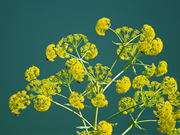 ଆପଣ ହେଙ୍ଗୁ ବିଷୟରେ କିଛି ଜାଣନ୍ତୁ !!  ଆପଣ ହେଙ୍ଗୁ ବିଷୟରେ କିଛି ଜାଣନ୍ତୁ !!