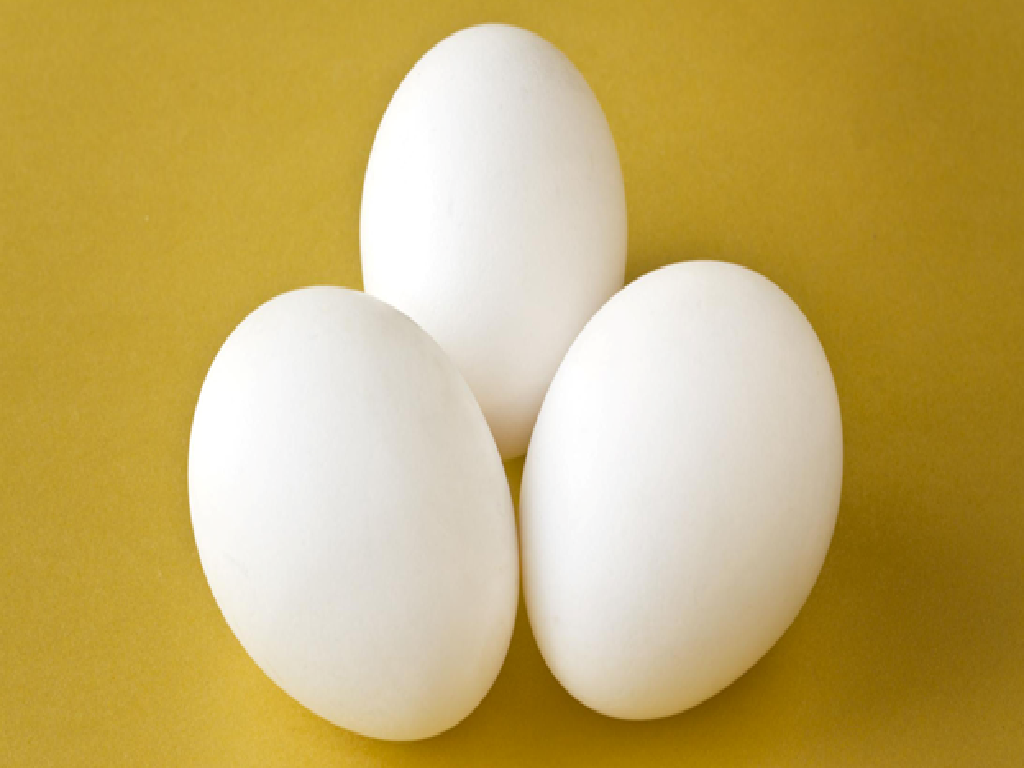Egg Egg