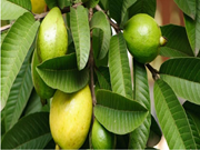 ପିଜୁଳି ଚାଷ କରି କୃଷକ ମାନେ ହେଉଛନ୍ତି ଧନୀ