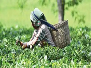 ଆସନ୍ତୁ ଜାଣିବା ଚା' ପତ୍ର ବ୍ୟବସାୟ ସମ୍ପର୍କରେ !! ଆସନ୍ତୁ ଜାଣିବା ଚା' ପତ୍ର ବ୍ୟବସାୟ ସମ୍ପର୍କରେ !!