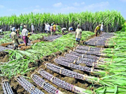 ହରିୟାଣାର ଆଖୁ ଚାଷୀଙ୍କ ପାଇଁ ଖୁସିର ଖବର, MSPରେ ବୃଦ୍ଧି ହେବ !! ହରିୟାଣାର ଆଖୁ ଚାଷୀଙ୍କ ପାଇଁ ଖୁସିର ଖବର, MSPରେ ବୃଦ୍ଧି ହେବ !!