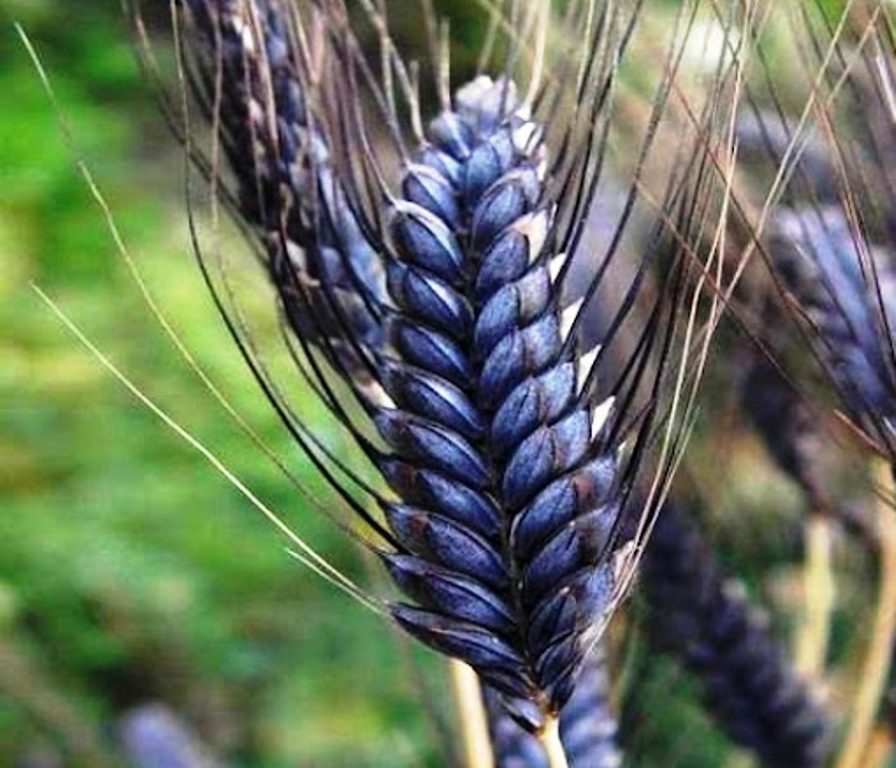 black wheat black wheat