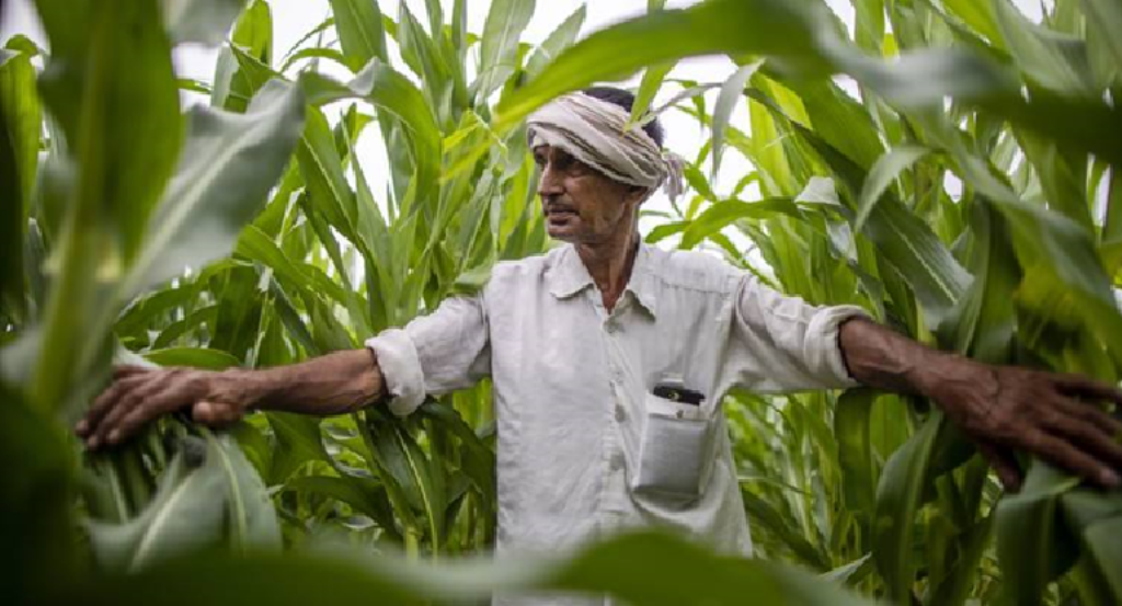 Farmer Farmer
