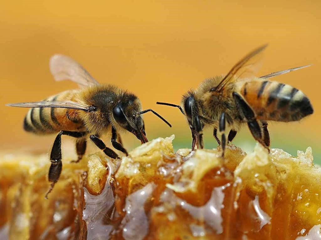 Honey Bee Honey Bee