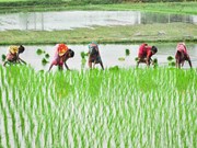 ପରମ୍ପରାଗତ କୃଷି ବିକାଶ ଯୋଜନା କୃଷକ ମାନଙ୍କୁ ମିଳିବ ତାଲିମ୍