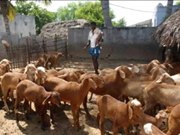 ଜାତୀୟ ପ୍ରାଣୀସମ୍ପଦ ନିୟୋଗରେ କୃଷକମାନେ ହେବେ ଲାଭବାନ୍