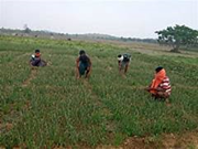 ଅସୁବିଧାର ସମ୍ମୁଖୀନ ହୋଇ କୃଷକମାନେ ଚାଷ କରୁଛନ୍ତି