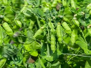 ଚଣାର ବିଭିନ୍ନ କିସମ ଓ ଏହାର ପ୍ରକାର ଭେଦ