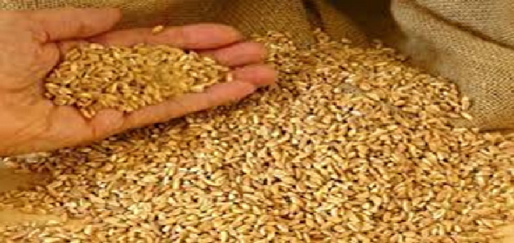 Wheat