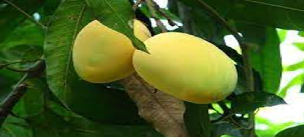Mango